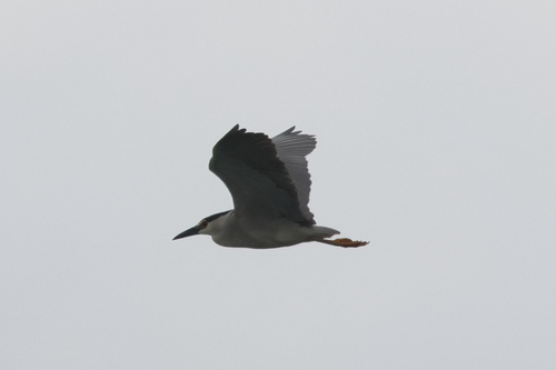 iNaturalist: (c) Mary Fenwick, some rights reserved (CC BY-NC), uploaded by Mary Fenwick iNaturalist image