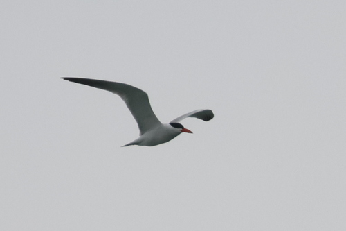 iNaturalist image