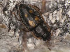 Epuraea flavomaculata