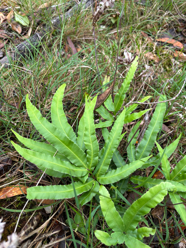 Pteris cretica observed 2026-06-04