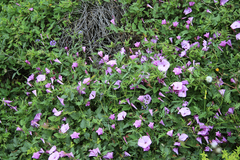 Convolvulus althaeoides althaeoides