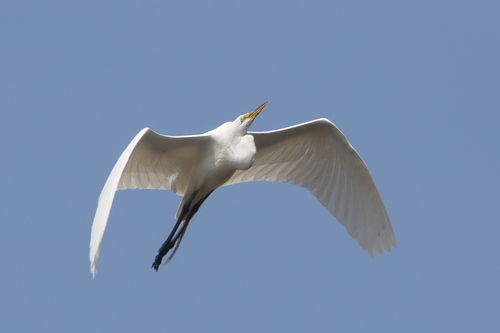 iNaturalist: (c) Mary Fenwick, some rights reserved (CC BY-NC), uploaded by Mary Fenwick iNaturalist image