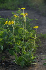 Arnica angustifolia