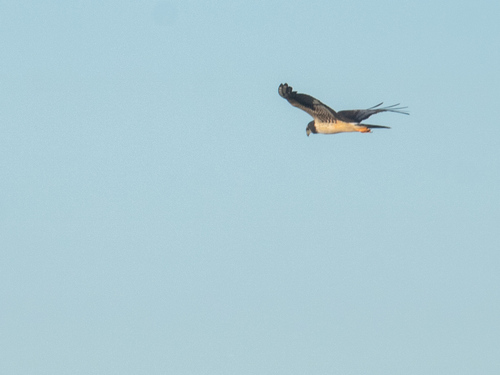 Long-winged Harrier