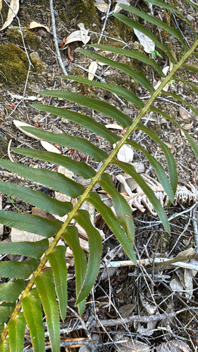 iNaturalist observation photo of Narrowleaf sword fern