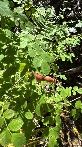 iNaturalist observation photo of Baldhip Rose