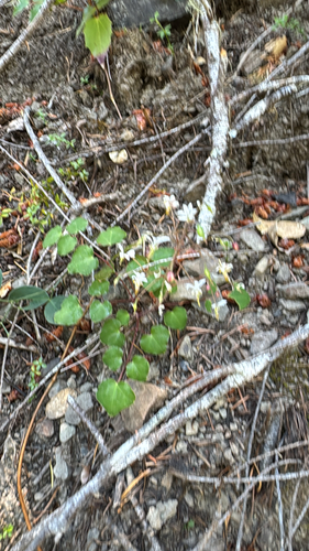 iNaturalist observation photo of redwood inside-out flower