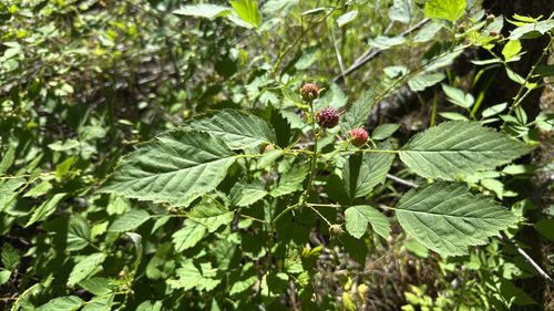 iNaturalist observation photo of whitebark raspberry