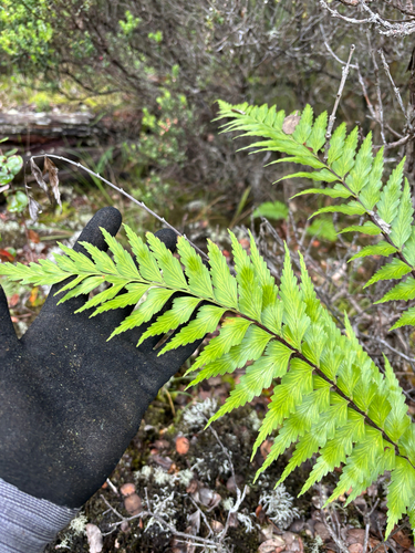 Asplenium polyodon, 2026-06-04