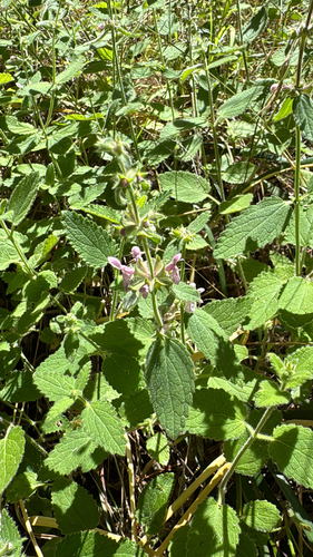 iNaturalist observation photo of Hedgenettles