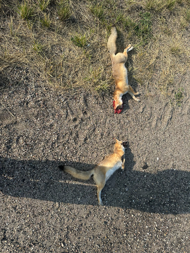 Swift Fox