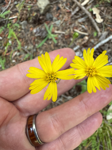 iNaturalist observation photo of woodland madia