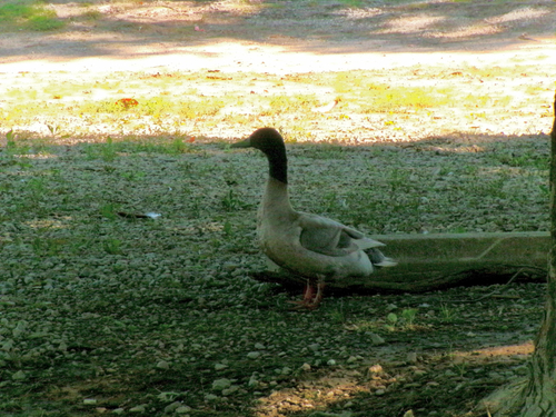iNaturalist: (c) Angelina Thompson, some rights reserved (CC BY-NC), uploaded by Angelina Thompson iNaturalist image