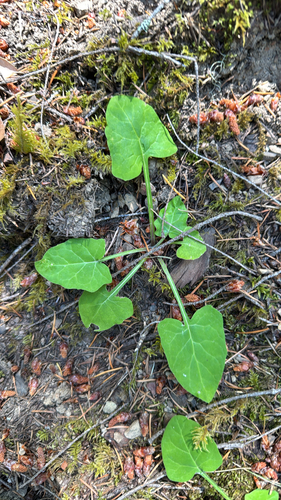 iNaturalist observation photo of American trailplant