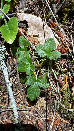 iNaturalist observation photo of woodland strawberry