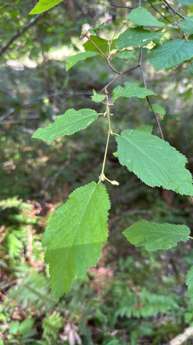 iNaturalist observation photo of beaked hazelnut