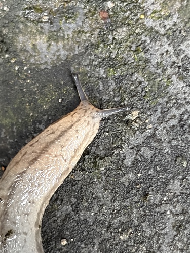 Chinese Slug