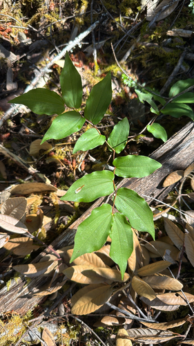 iNaturalist observation photo of Hooker's fairybells