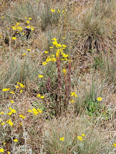 Castilleja levisecta, photograph 3