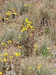 author not stated, no rights reserved Castilleja levisecta, photograph author not stated, no rights reserved