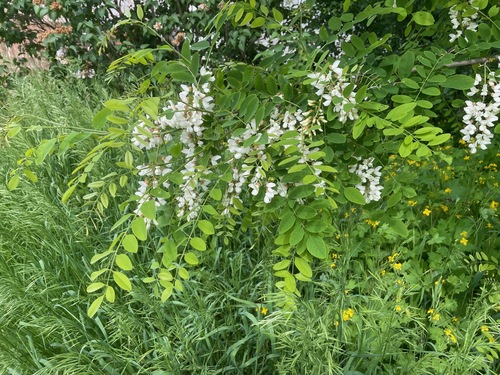 Black Locust