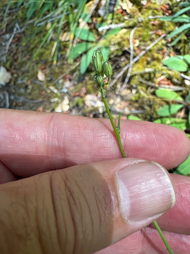 iNaturalist observation photo of white hawkweed