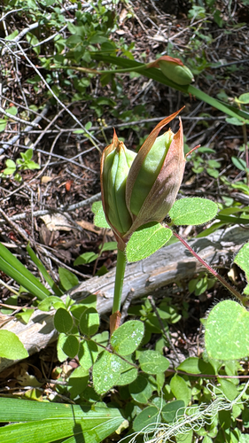 iNaturalist observation photo of Irises