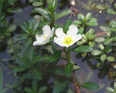 Ludwigia adscendens