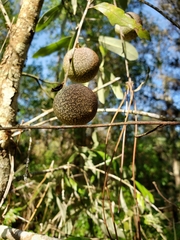 Amphibolips quercuscinerea