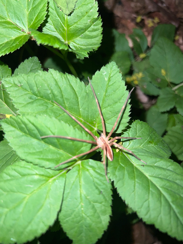 American Nursery Web Spider