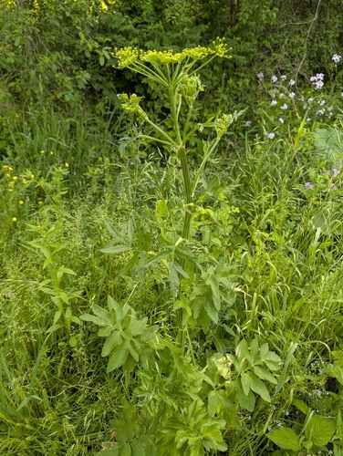 wild parsnip