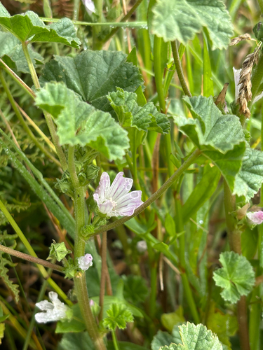 Malva neglecta observed 2026-06-05