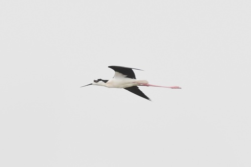 Black-necked Stilt