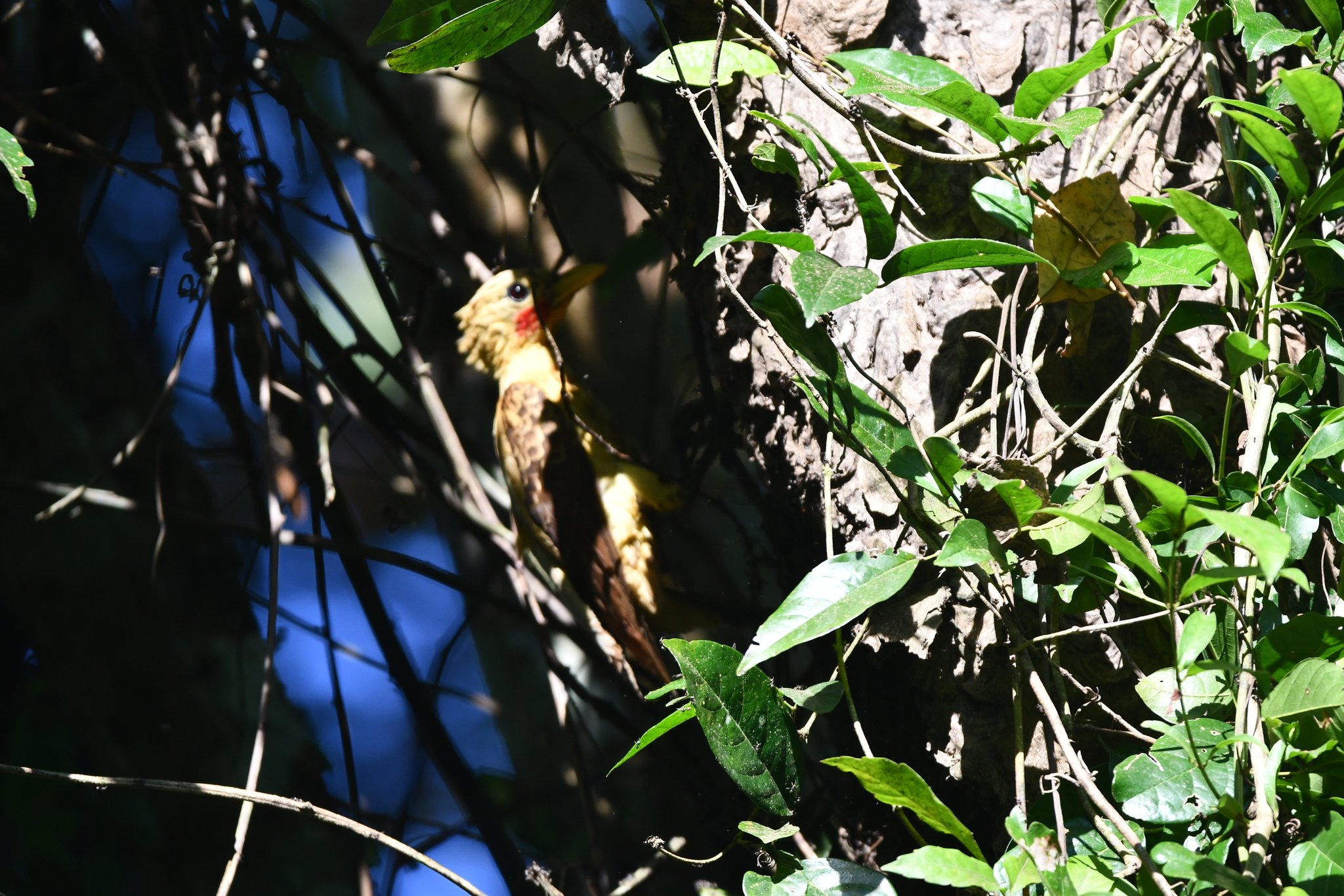 Cream-colored Woodpecker (Celeus flavus), photo 9