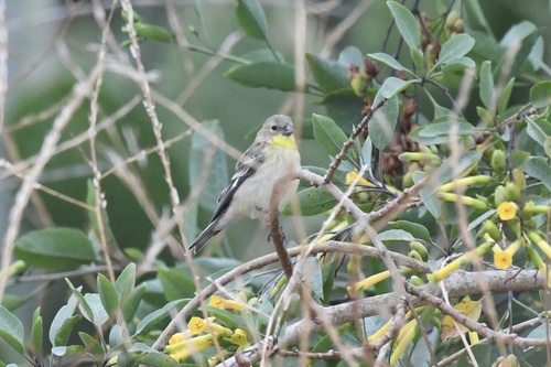 Lesser Goldfinch