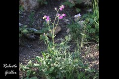 Mirabilis ovata
