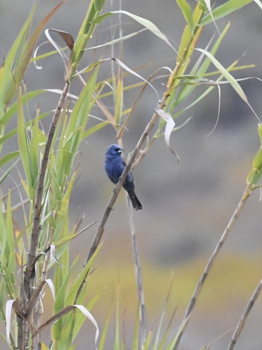 Blue Grosbeak