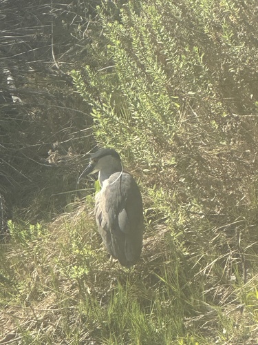 iNaturalist image