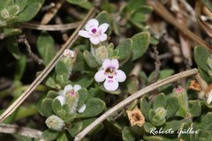 Clinopodium darwinii