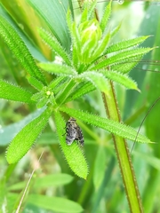 Platystoma