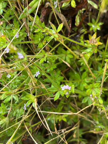 Galium, 2026-06-05