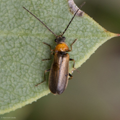 Silinae
