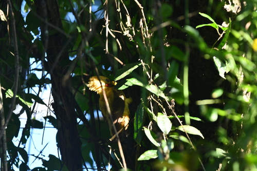 Cream-colored Woodpecker (Celeus flavus), photo 8