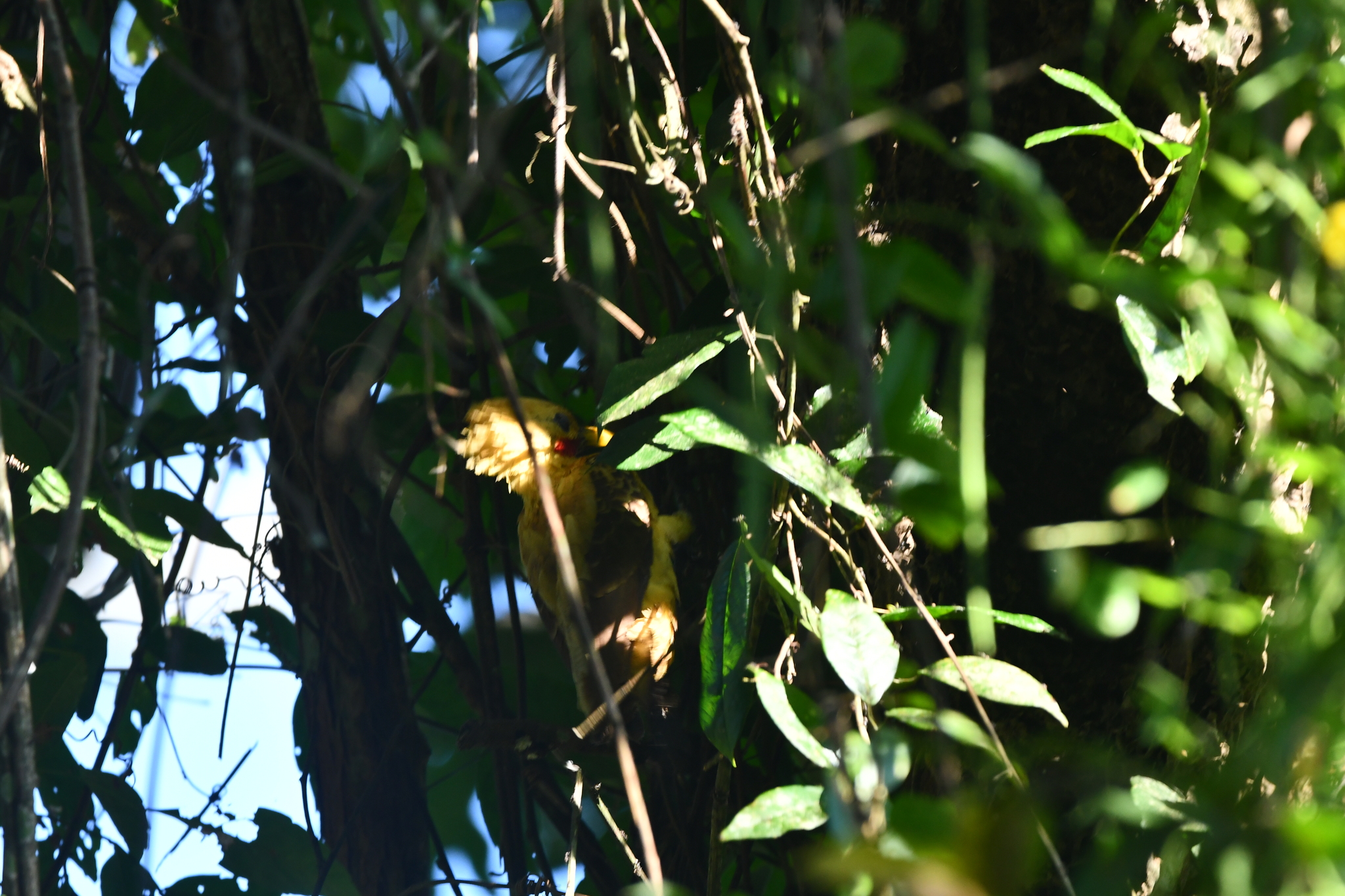 Cream-colored Woodpecker (Celeus flavus), photo 10