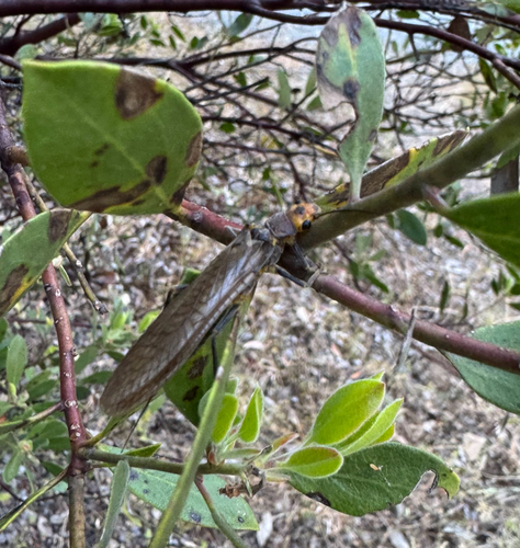iNaturalist observation photo of Systellognatha