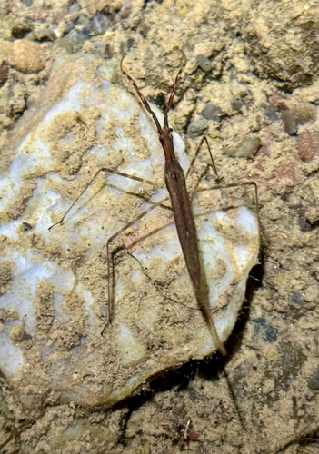 iNaturalist observation photo of Ranatra