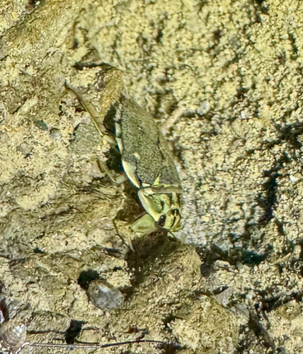 iNaturalist observation photo of Ambrysus