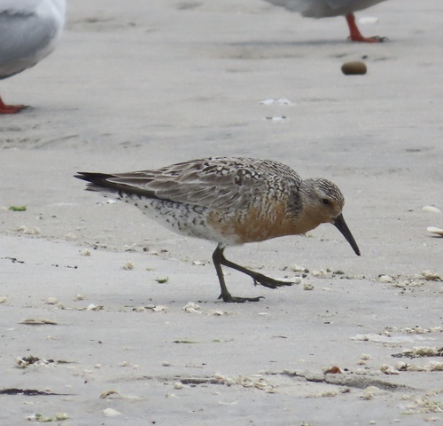 iNaturalist image