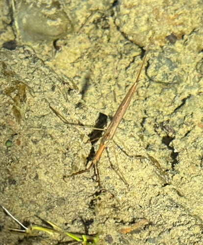 iNaturalist observation photo of Ranatra