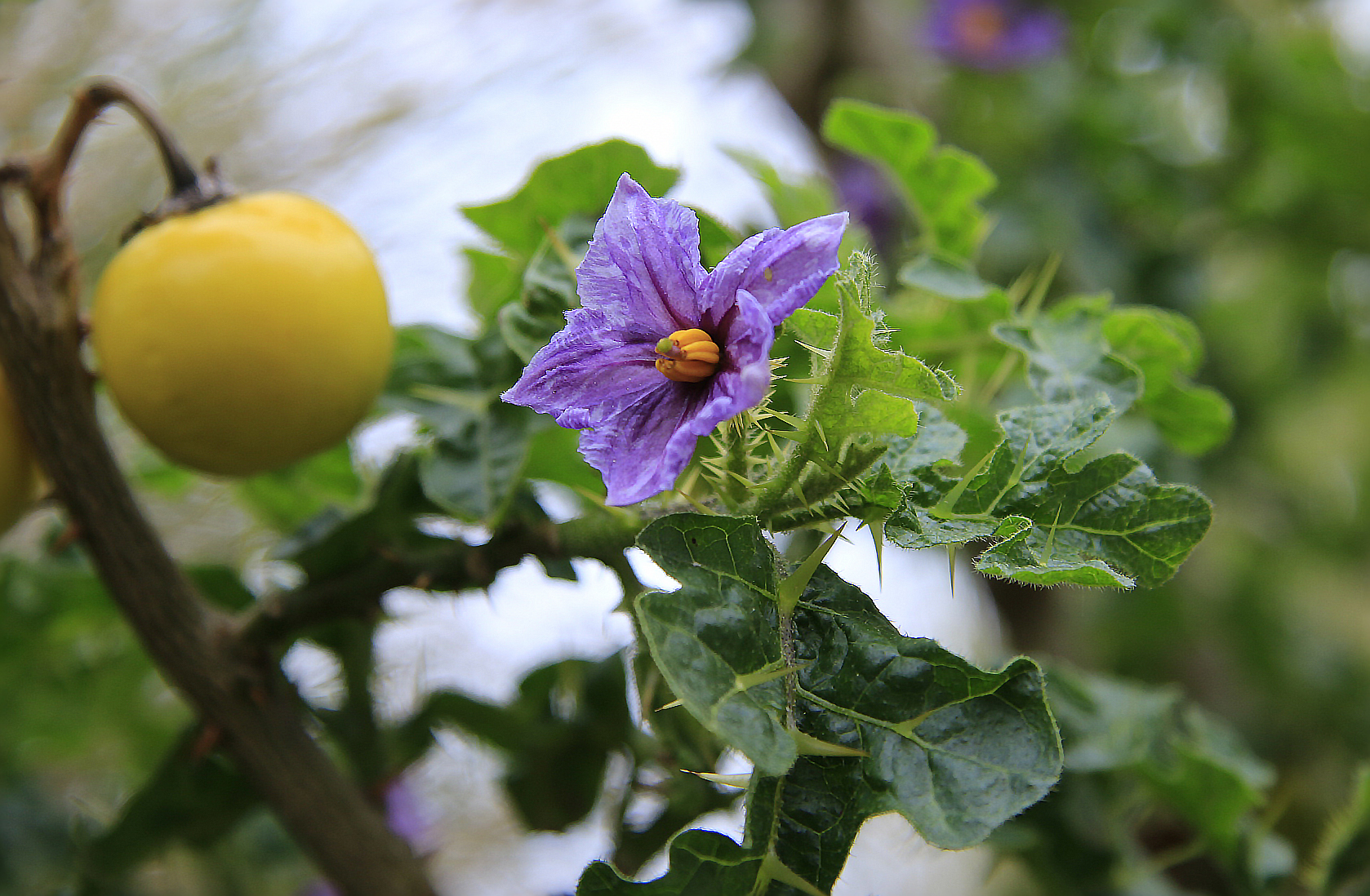 Solanum linnaeanum